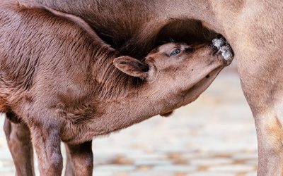 Tantangan Pendaftaran Data Kesehatan di Dinas Kesehatan Bangka Tengah